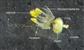  Three stamens, pseudostaminodes and a Pistil